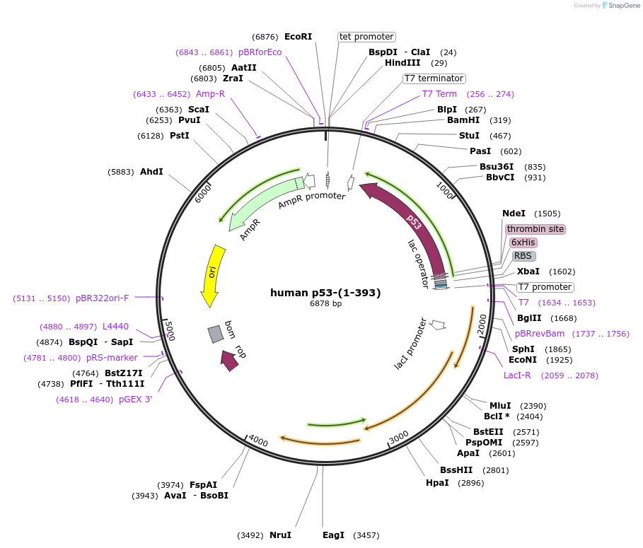 24859-plasmid-map-sequence-id-197539