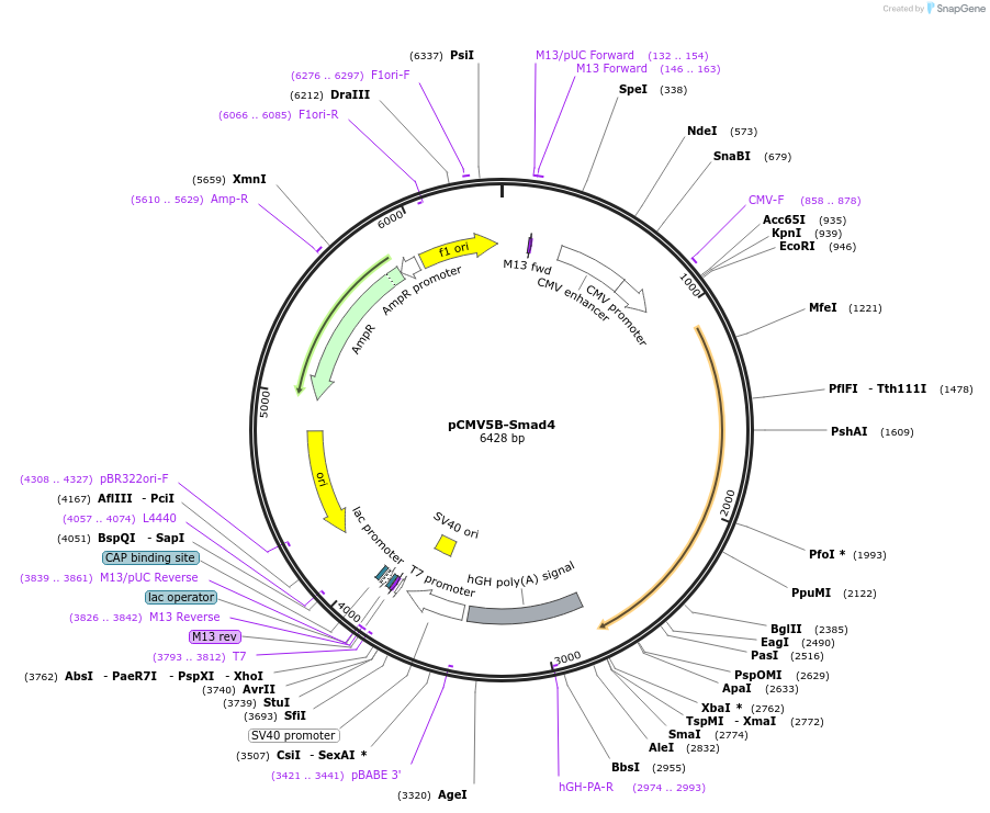 11743-plasmid-map-sequence-id-197541