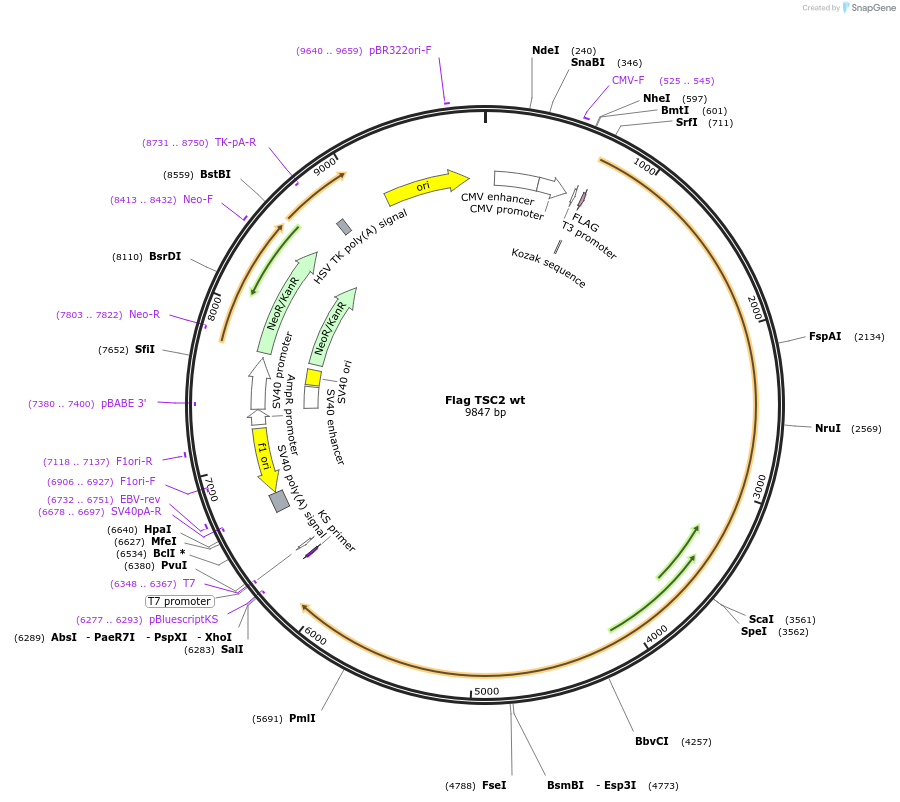 12132-plasmid-map-sequence-id-197545