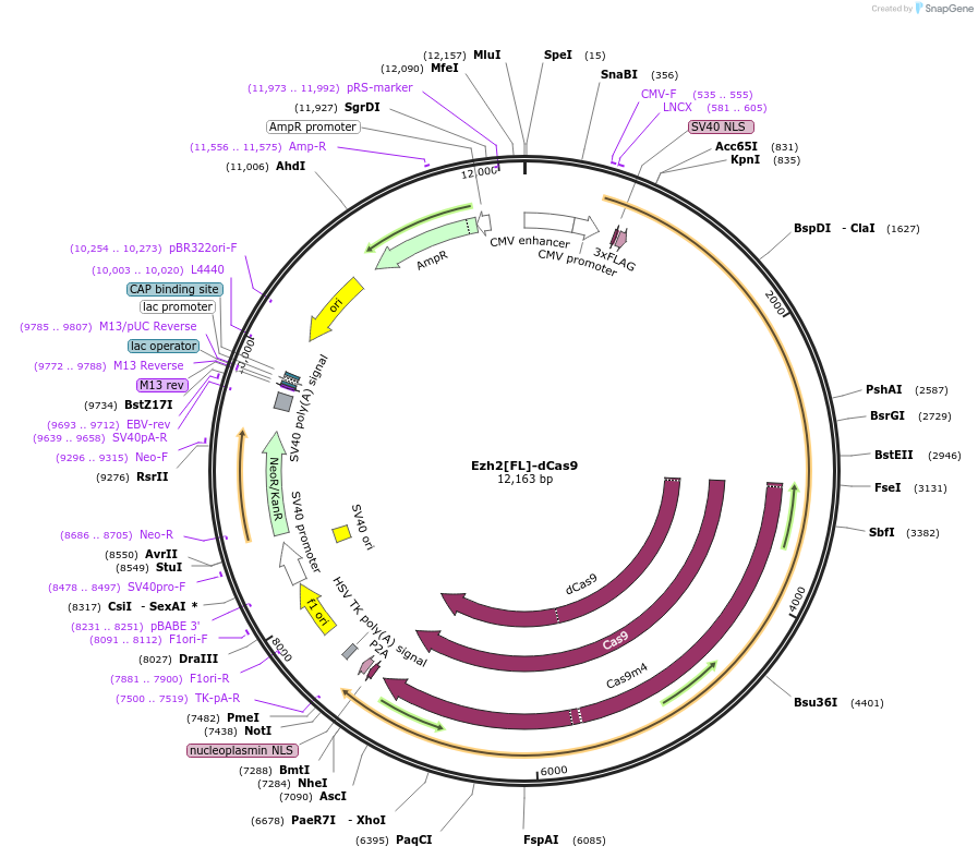 100086-plasmid-map-sequence-id-197550