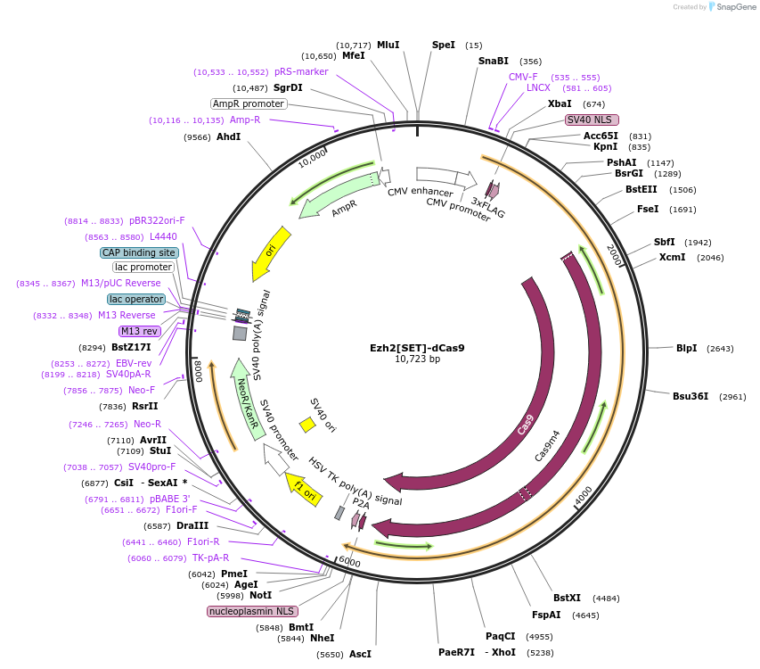 100087-plasmid-map-sequence-id-197556