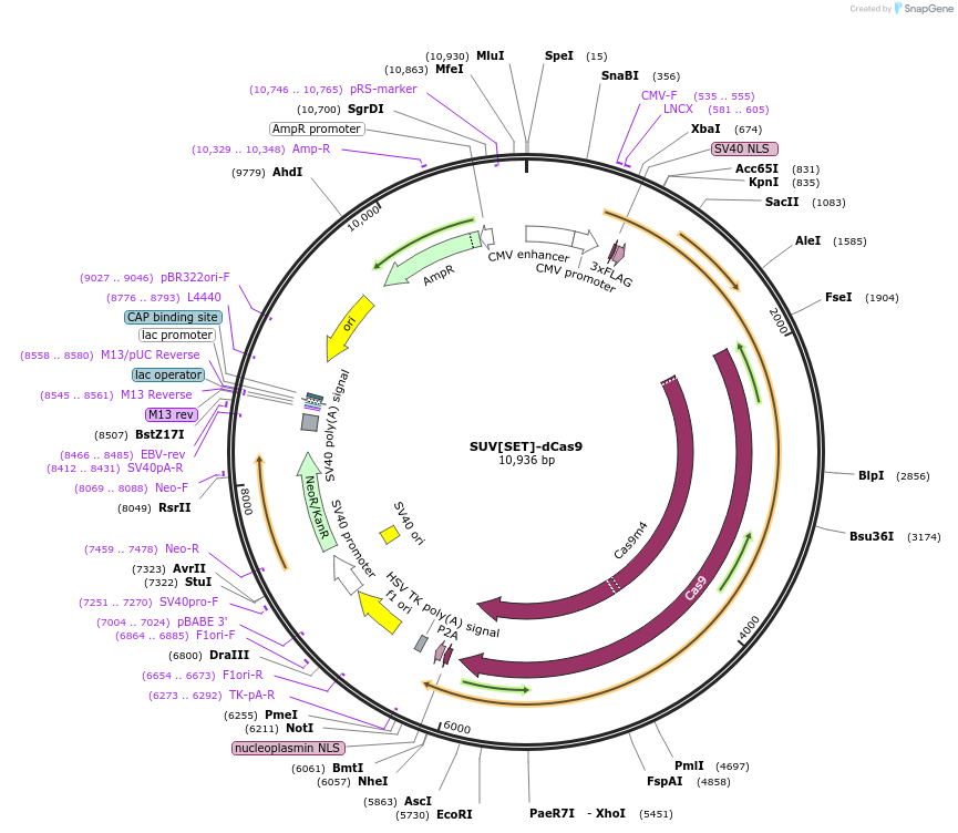 100088-plasmid-map-sequence-id-197559