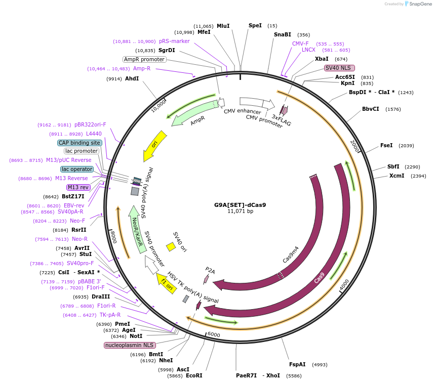 100089-plasmid-map-sequence-id-197561