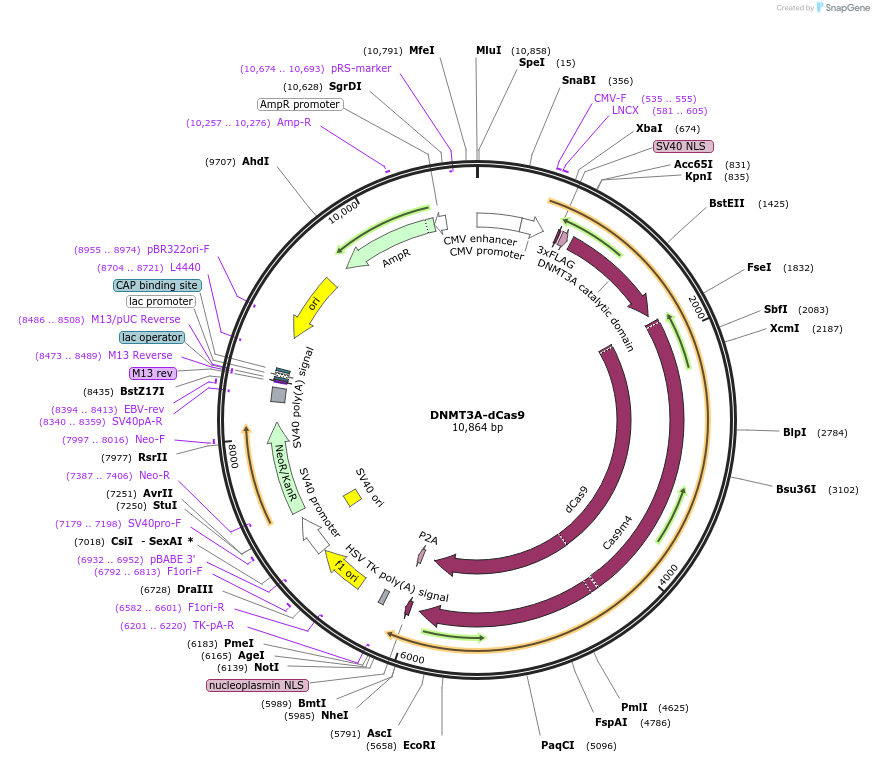 100090-plasmid-map-sequence-id-197562