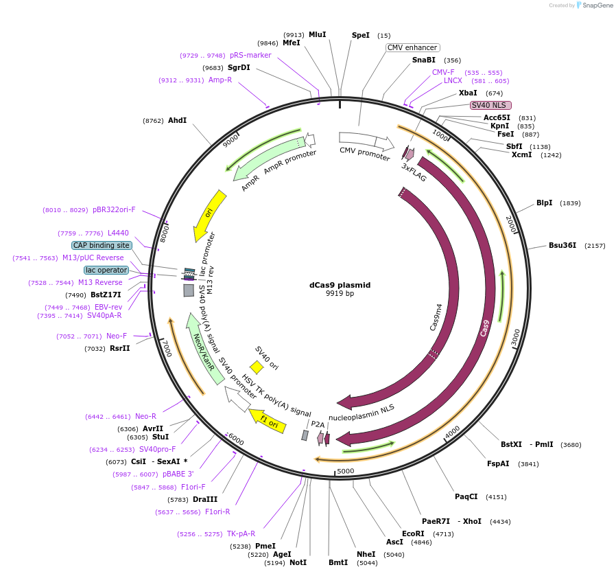 100091-plasmid-map-sequence-id-197565