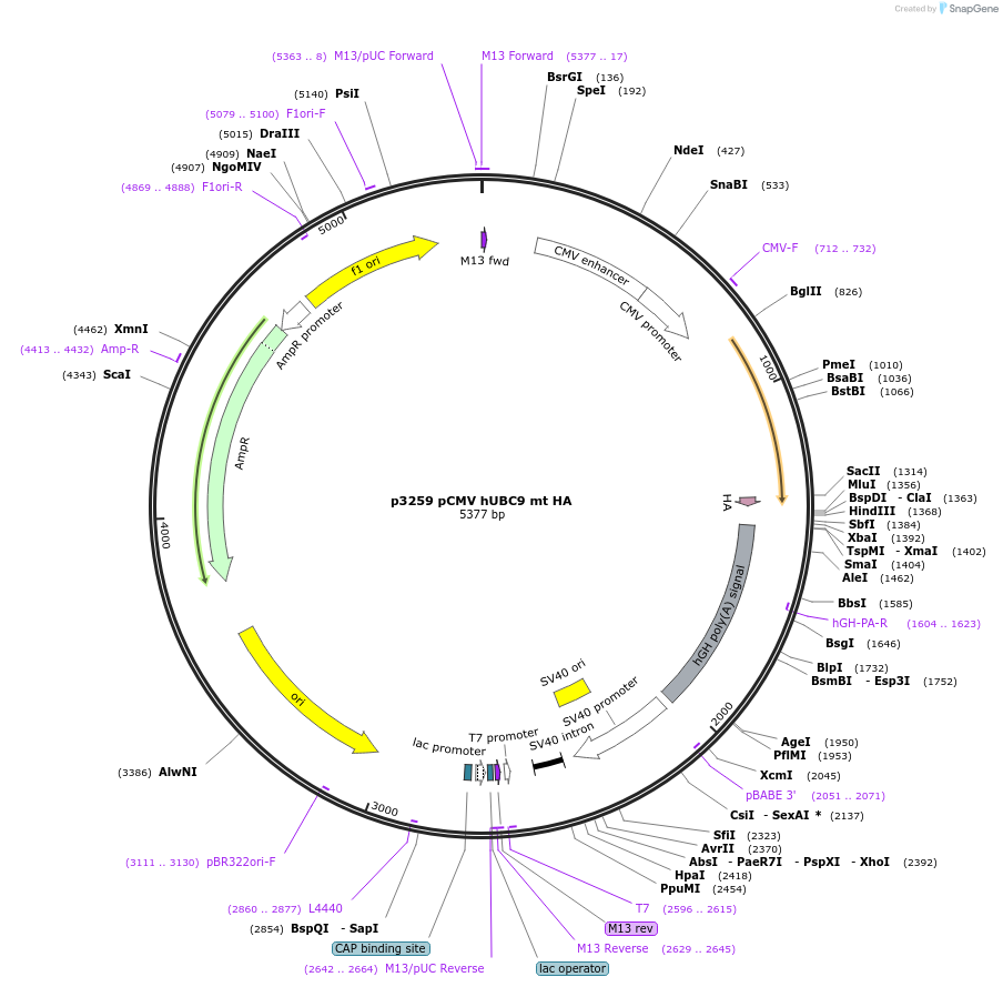 14439-plasmid-map-sequence-id-197571