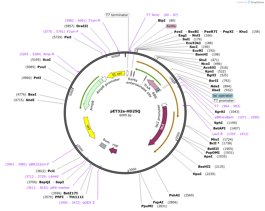 11508-plasmid-map-sequence-id-197574