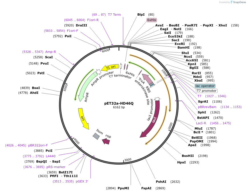 11515-plasmid-map-sequence-id-197577