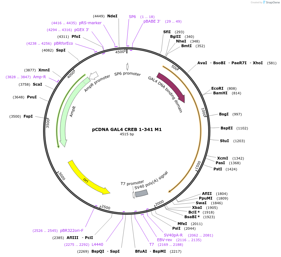 22973-plasmid-map-sequence-id-197585