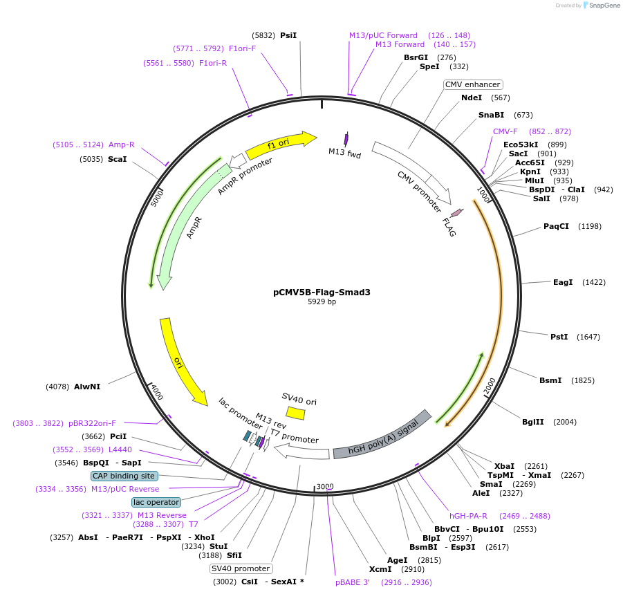 11742-plasmid-map-sequence-id-197586