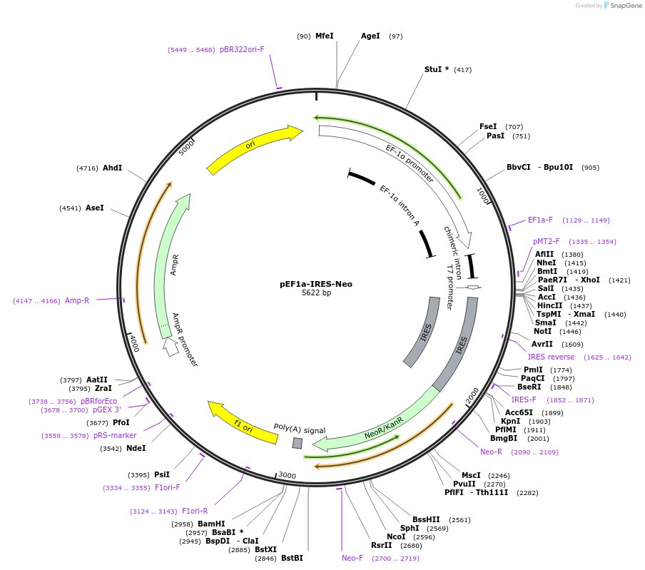 28019-plasmid-map-sequence-id-197587