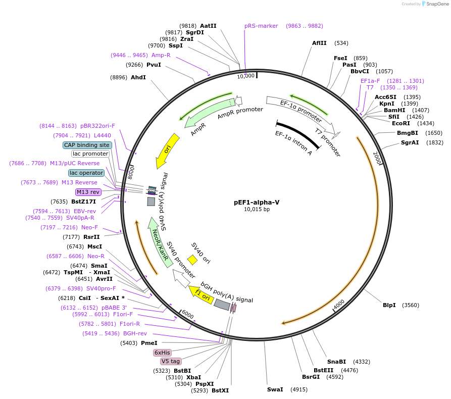 27290-plasmid-map-sequence-id-197588