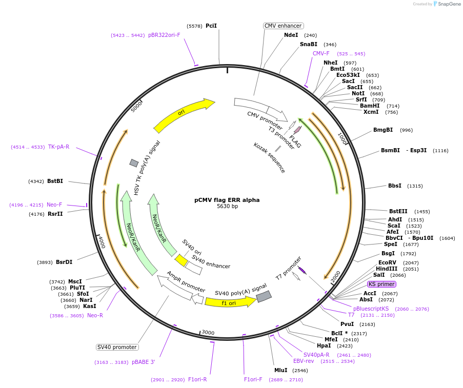10975-plasmid-map-sequence-id-197589