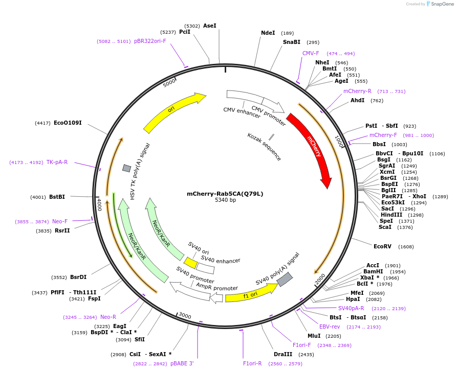 35138-plasmid-map-sequence-id-197591