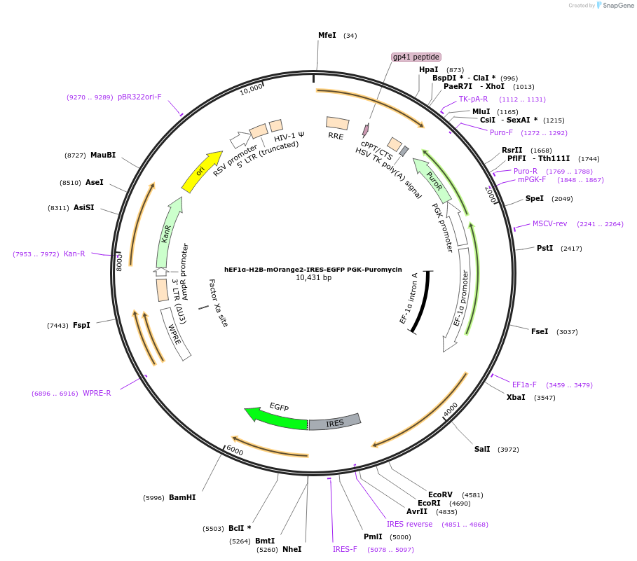 99277-plasmid-map-sequence-id-197594