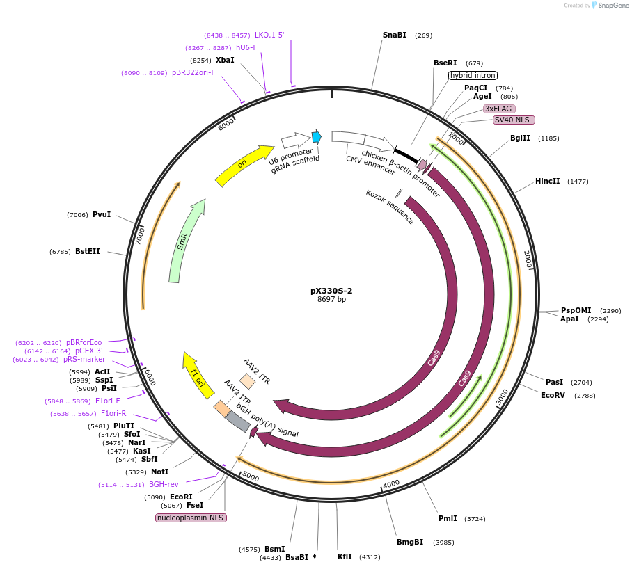 58778-plasmid-map-sequence-id-197599