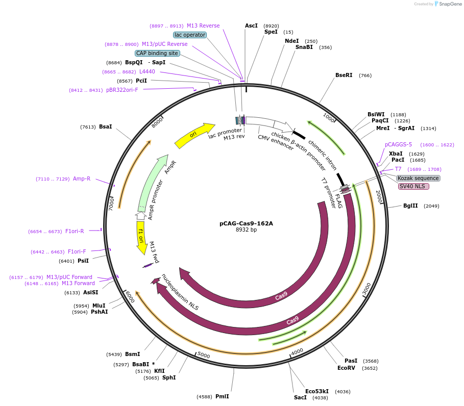 84918-plasmid-map-sequence-id-197605