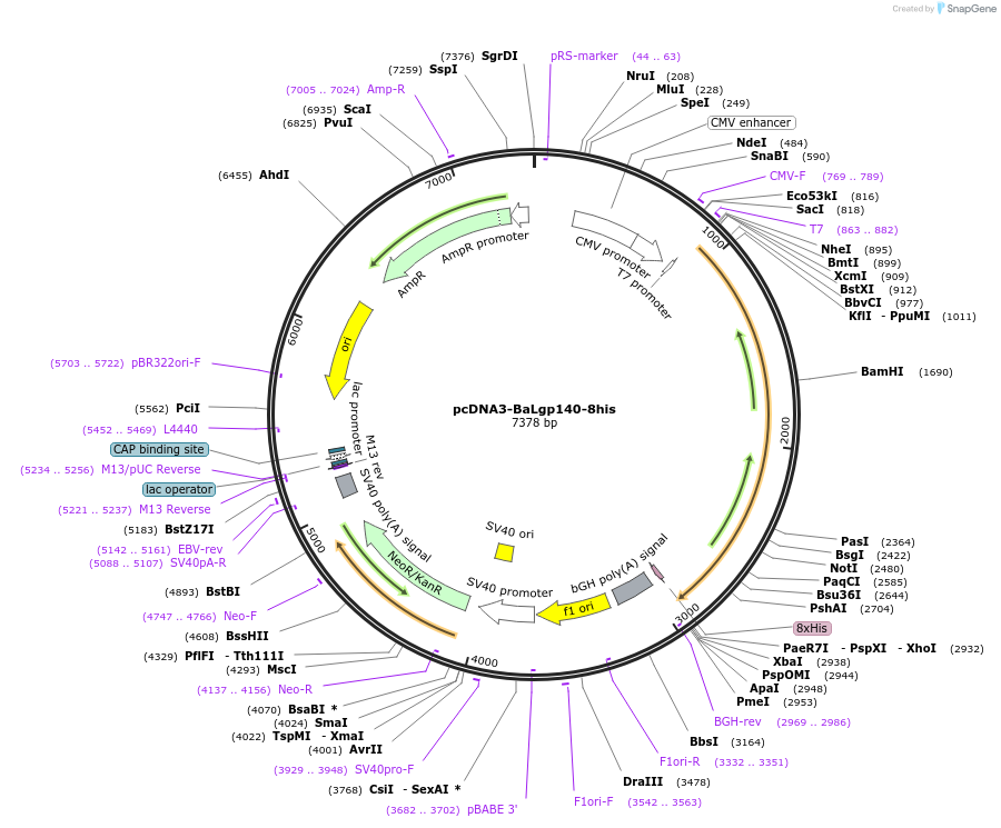 100924-plasmid-map-sequence-id-197609