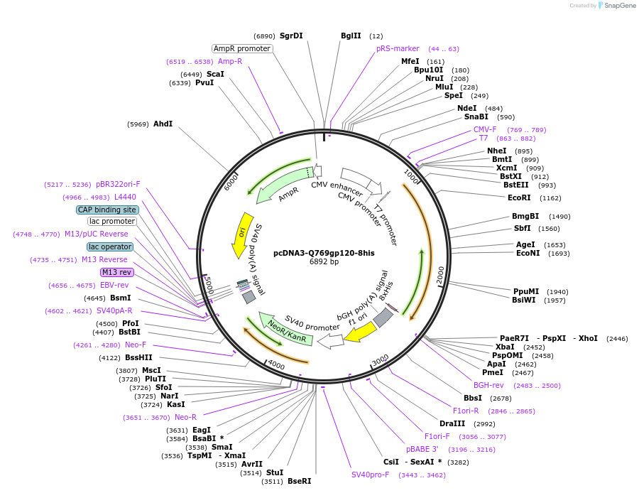 100929-plasmid-map-sequence-id-197610