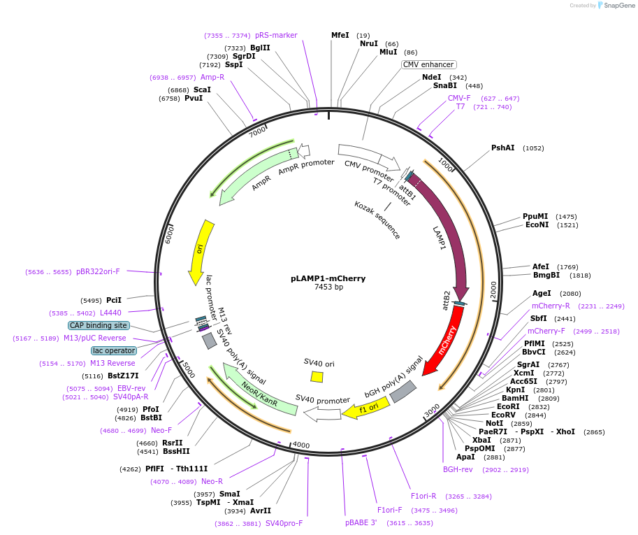 45147-plasmid-map-sequence-id-197613