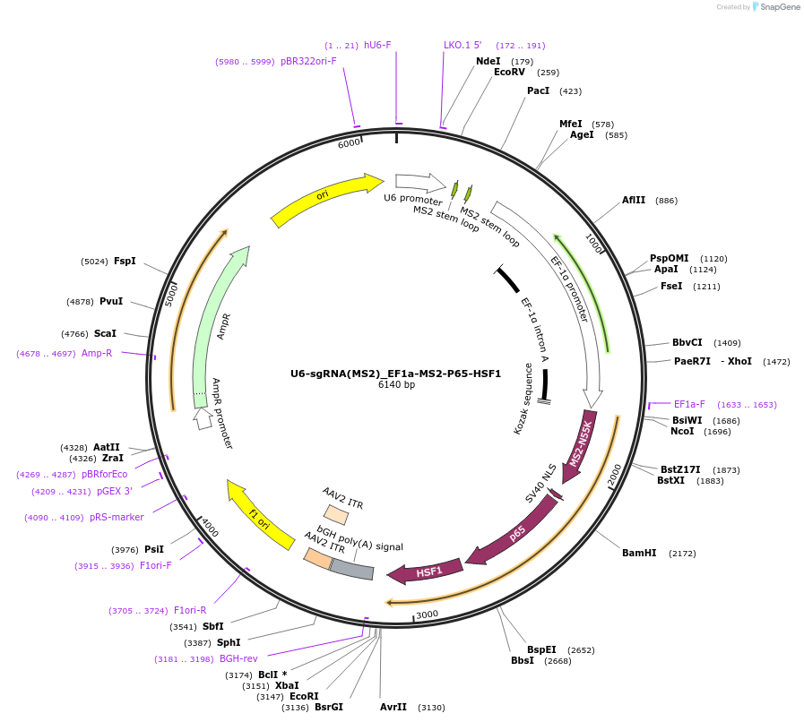 92120-plasmid-map-sequence-id-197614