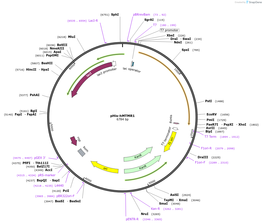 100723-plasmid-map-sequence-id-197626