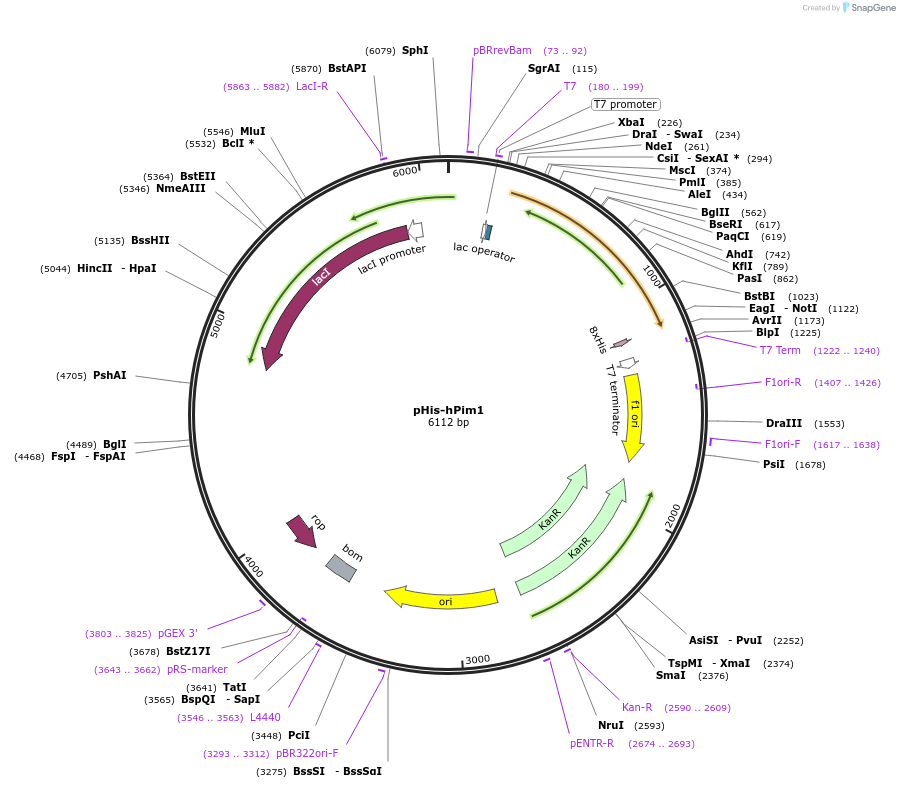 100722-plasmid-map-sequence-id-197628