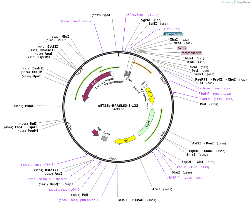 100725-plasmid-map-sequence-id-197630