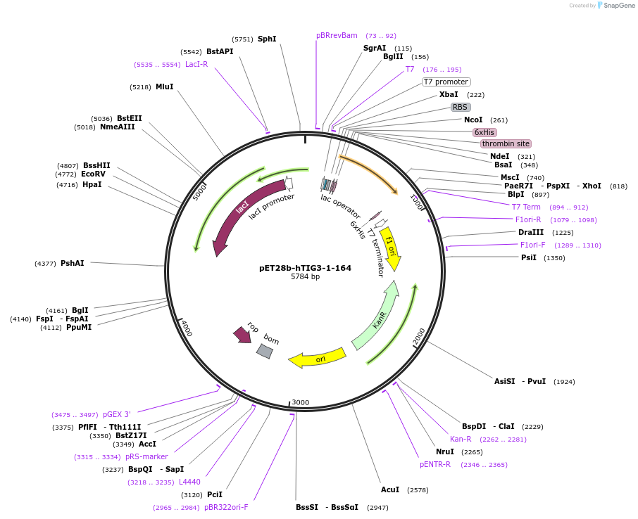 100724-plasmid-map-sequence-id-197633