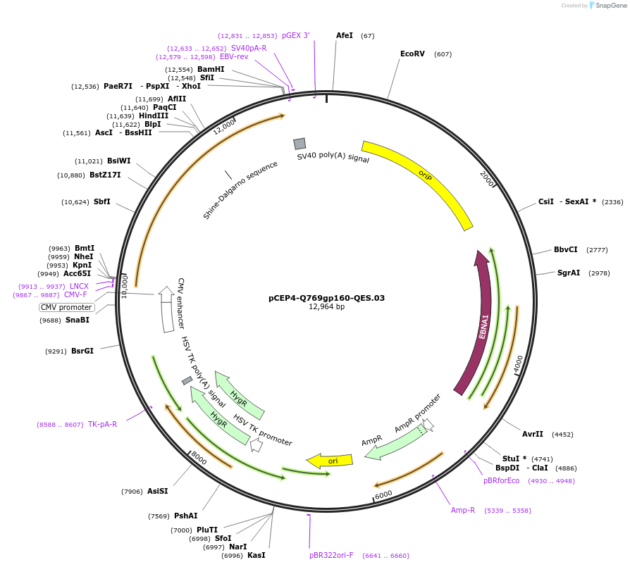 100930-plasmid-map-sequence-id-197636