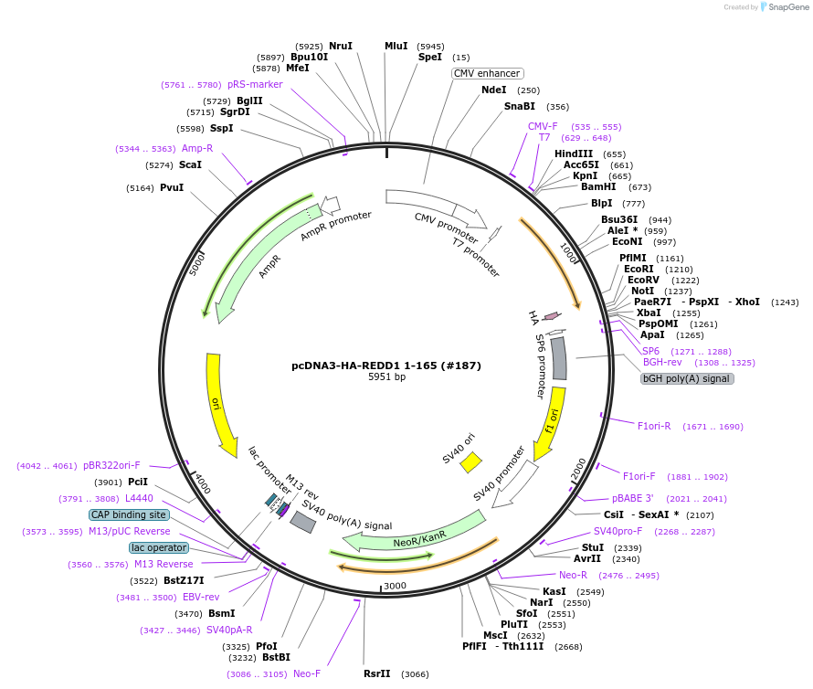 99924-plasmid-map-sequence-id-197638