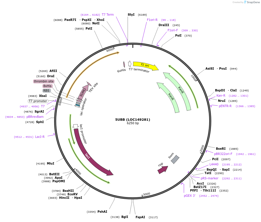 101257-plasmid-map-sequence-id-197640