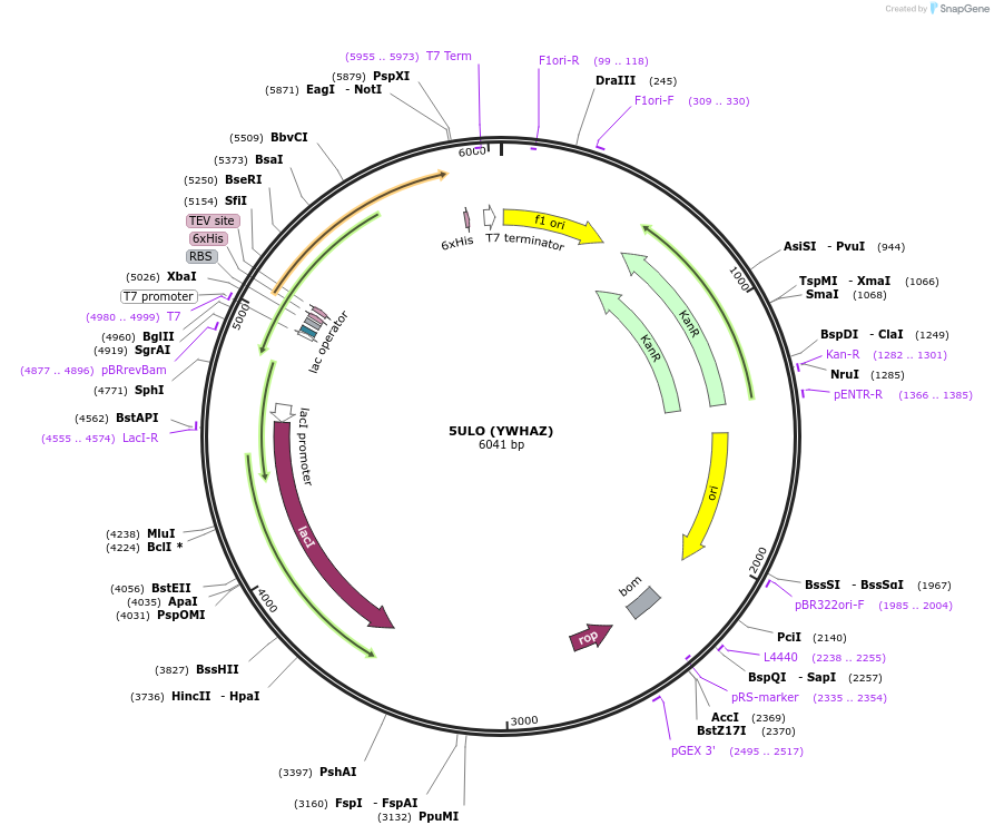 101258-plasmid-map-sequence-id-197642