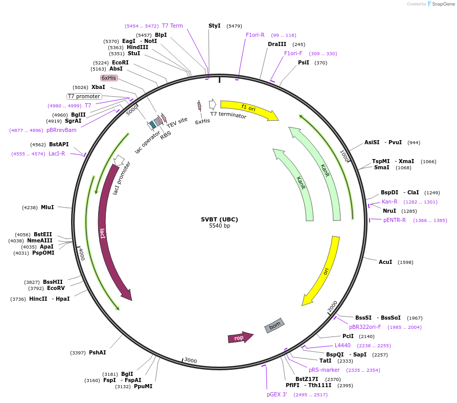 101261-plasmid-map-sequence-id-197643