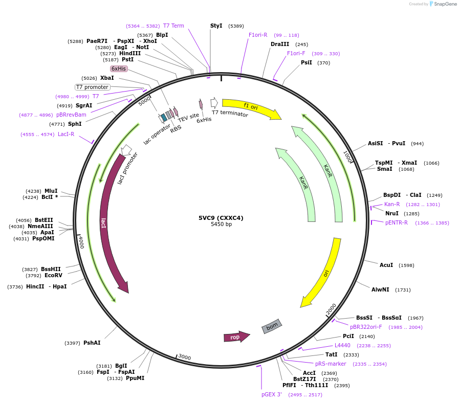 101263-plasmid-map-sequence-id-197652