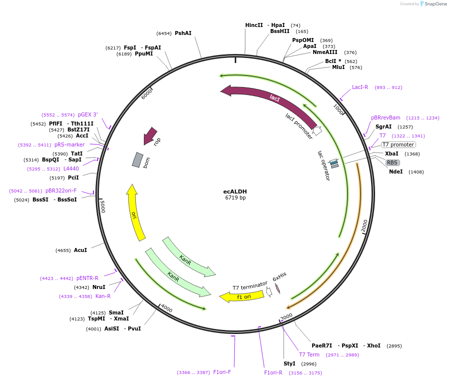67921-plasmid-map-sequence-id-197668
