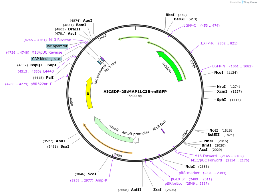 101783-plasmid-map-sequence-id-197671