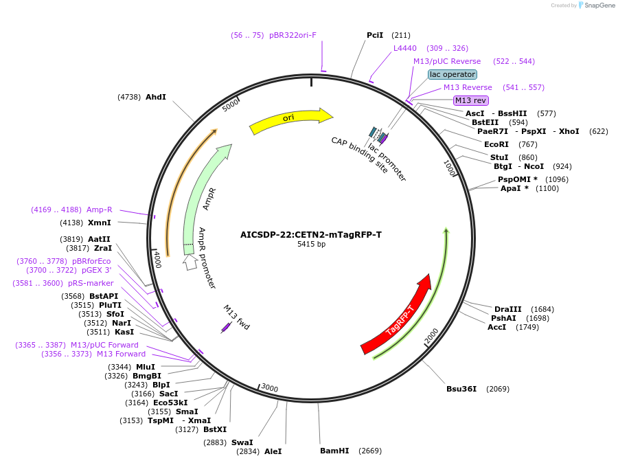 101781-plasmid-map-sequence-id-197673