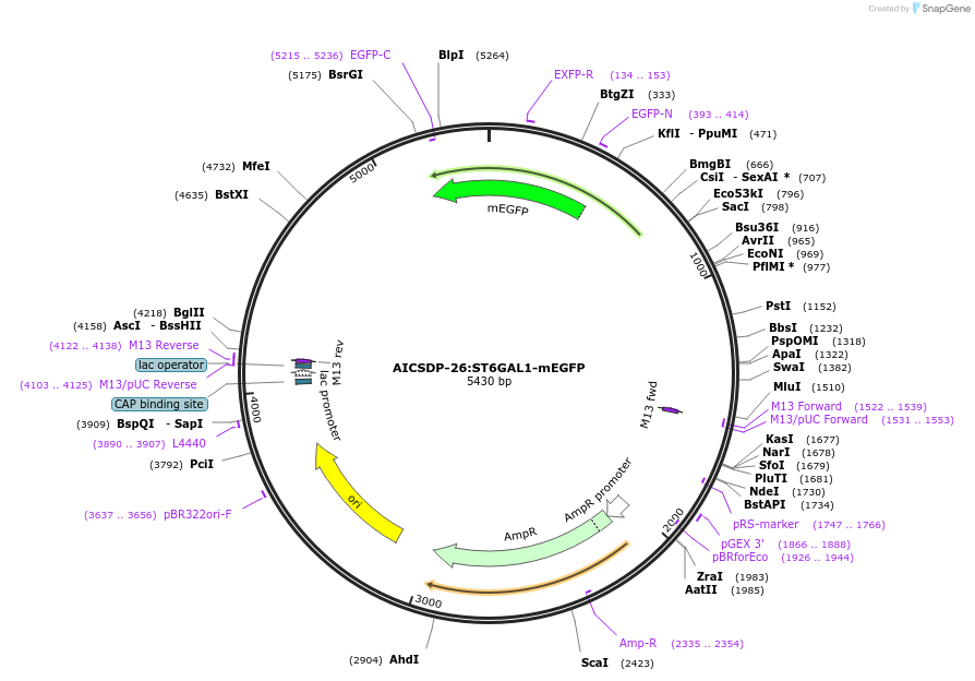 101786-plasmid-map-sequence-id-197675
