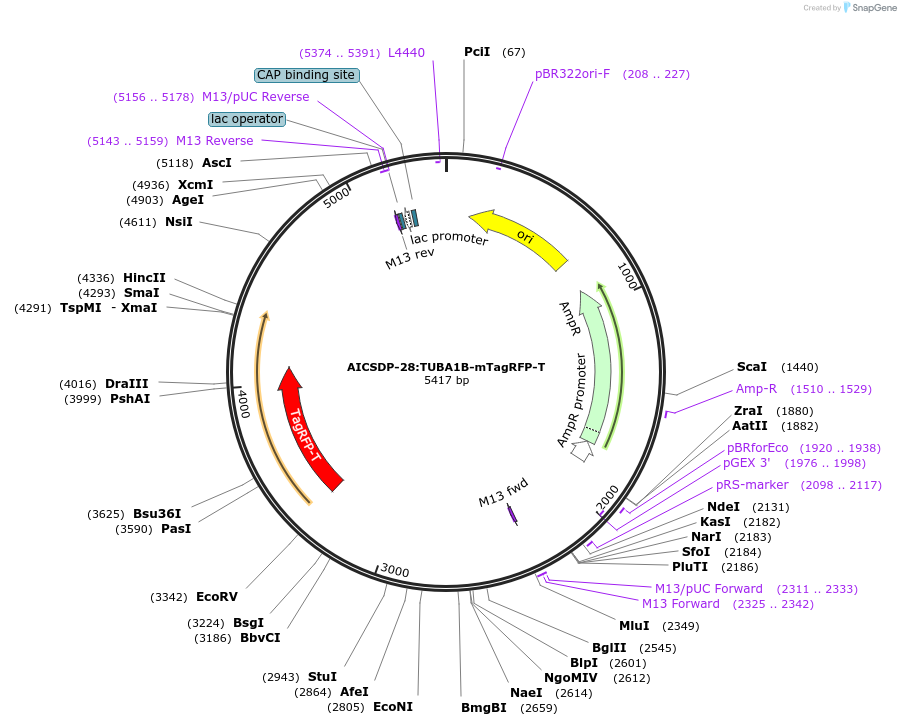 101785-plasmid-map-sequence-id-197676