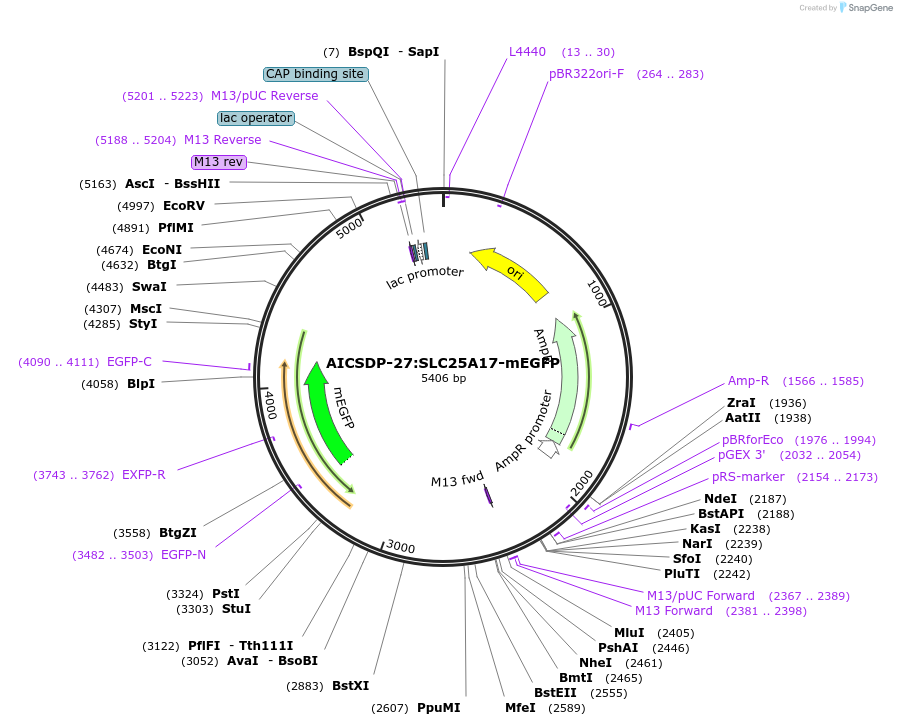 101784-plasmid-map-sequence-id-197677