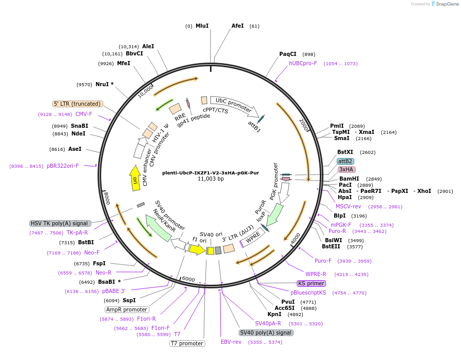69051-plasmid-map-sequence-id-197760
