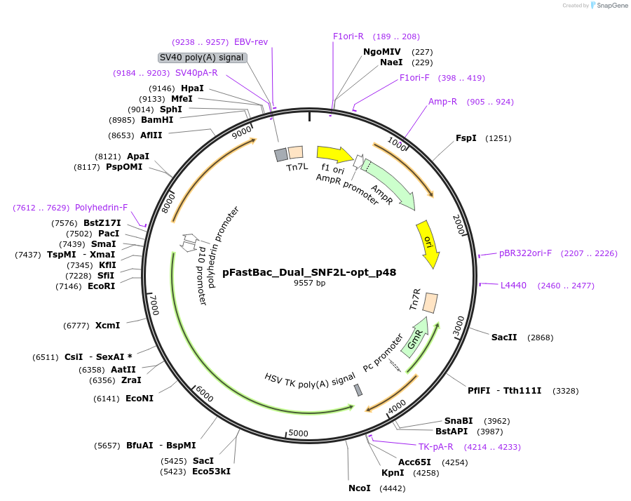 102243-plasmid-map-sequence-id-197769