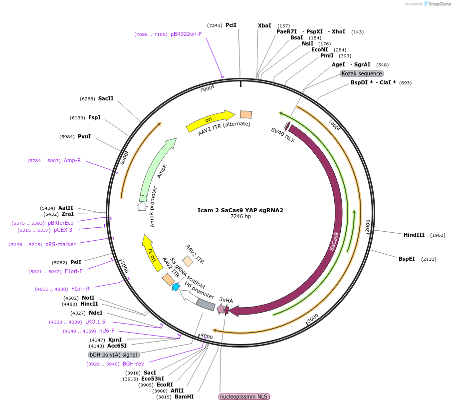 99735-plasmid-map-sequence-id-197779