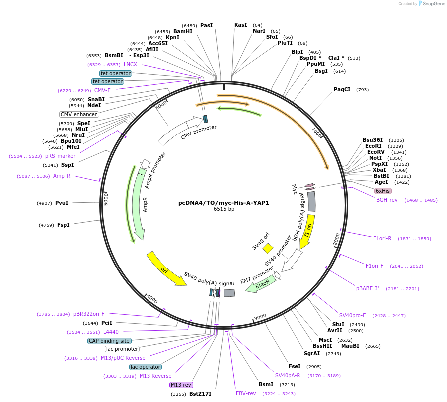 19059-plasmid-map-sequence-id-197794