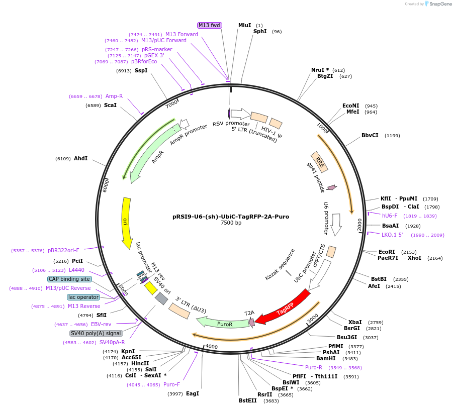 28289-plasmid-map-sequence-id-197795