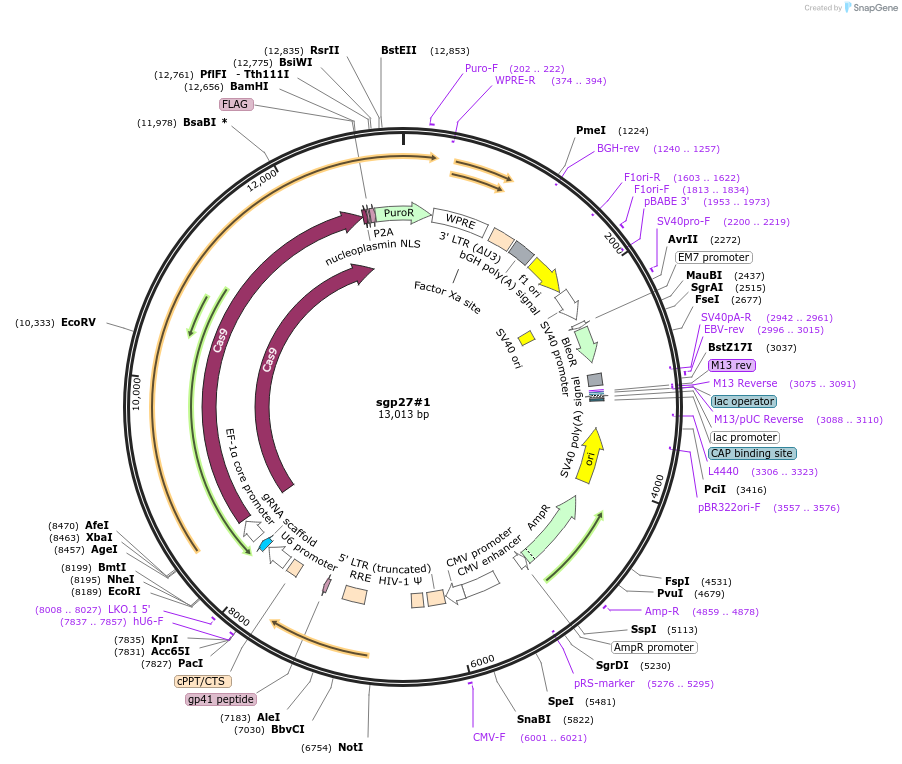 102759-plasmid-map-sequence-id-197796