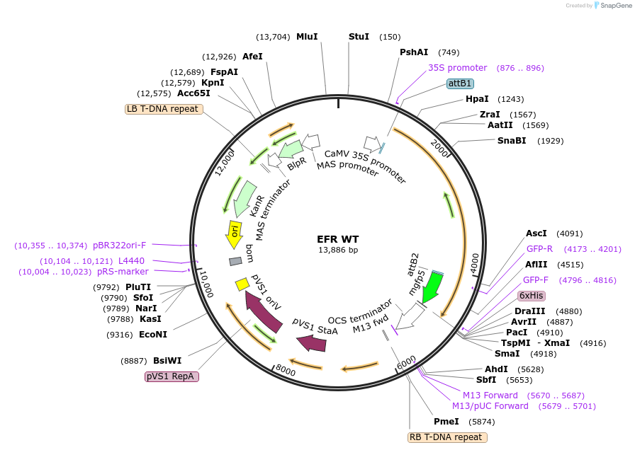 102413-plasmid-map-sequence-id-197797