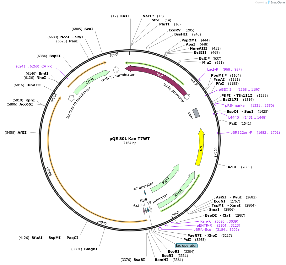 102790-plasmid-map-sequence-id-197800