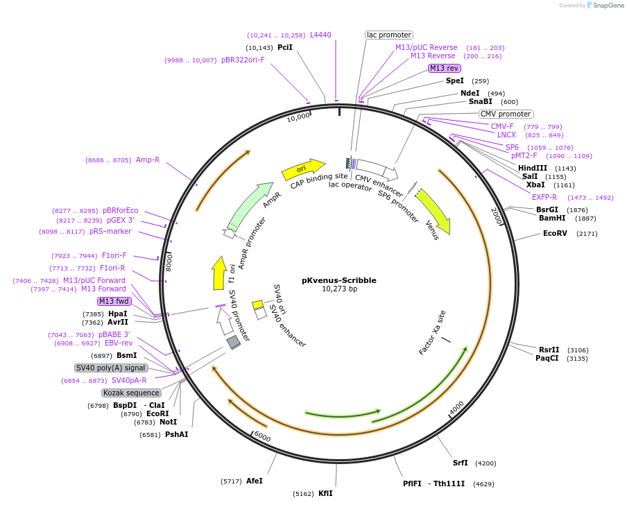 58738-plasmid-map-sequence-id-197802